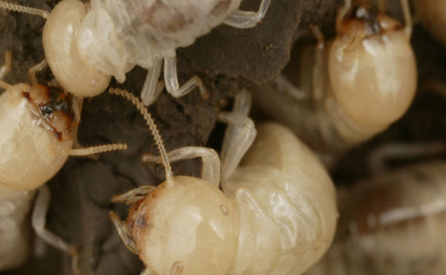 wood-destroying-organisms-inspection